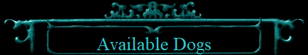 Available Dogs