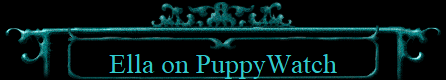 Ella on PuppyWatch