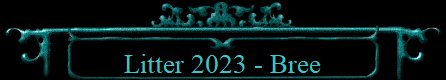 Litter 2023 - Bree