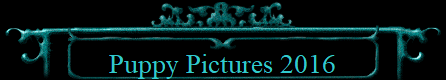 Puppy Pictures 2016