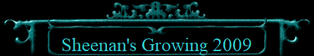 Sheenan's Growing 2009