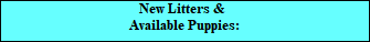 New Litters & 
Available Puppies: