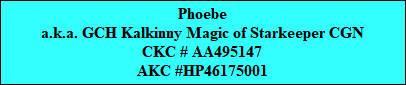 Phoebe
a.k.a. GCH Kalkinny Magic of Starkeeper CGN
CKC # AA495147
AKC #HP46175001