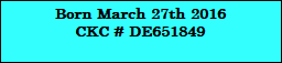Born March 27th 2016
CKC # DE651849