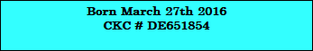 Born March 27th 2016
CKC # DE651854