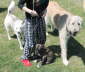Briggs Tarka and Me