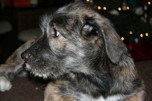 Christmas Seamus_2011