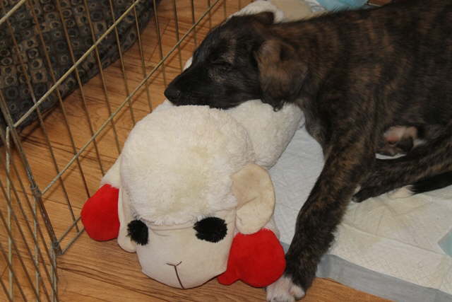 Cuddling with Lambchops