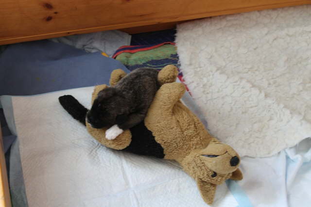 Damon Fast Asleep Day 18