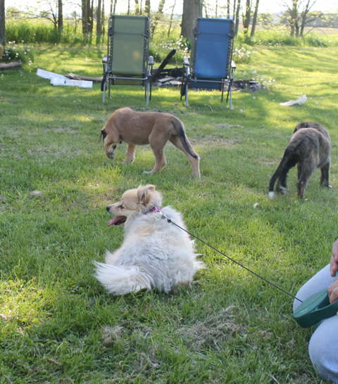 Ella on PuppyWatch