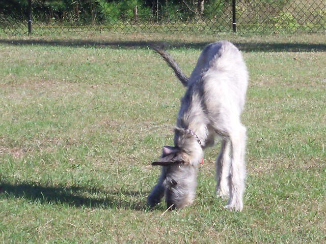Heera GrassHopper Hunting