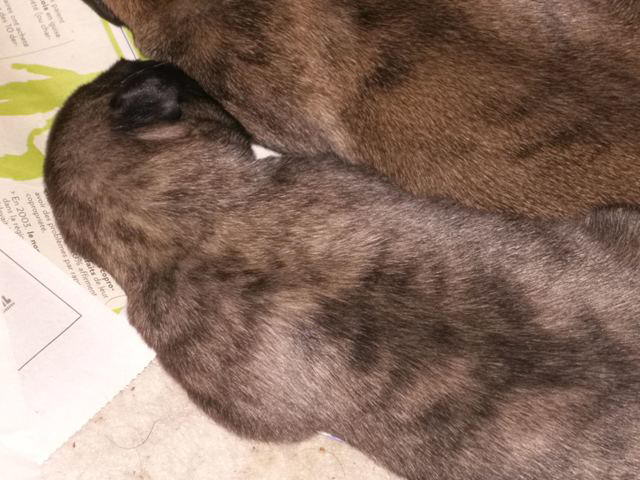 Heera Snoozing May 9'10