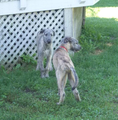 Heera & Herc July 10