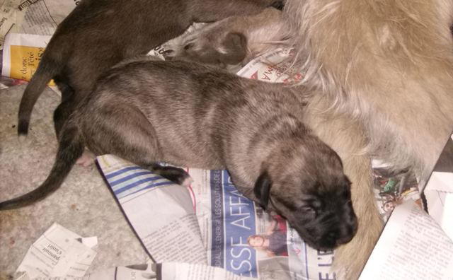 Heera contented May 15'10