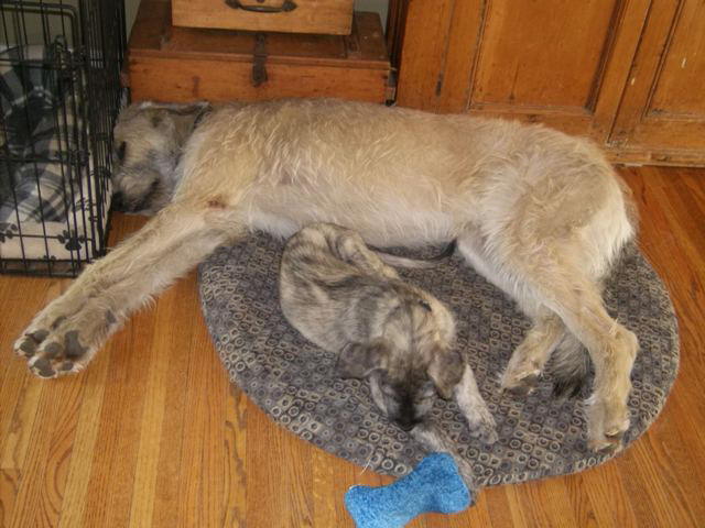 I think its alive Jul 2010