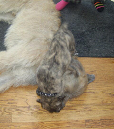 Jun 20'10 Attacking Briggs' face