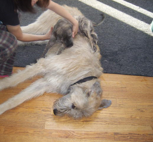 Jun 20'10 Get off poor Briggs