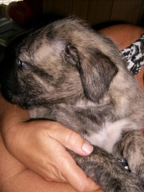 June 5'10 Heera Snuggling