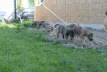Leaders of the Puppy Pack