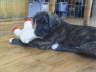 Me & mini-Lambchops