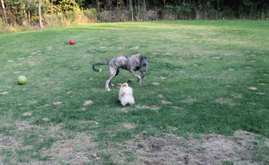 Pom Play toy