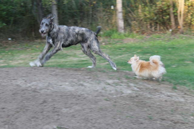 Pom attack
