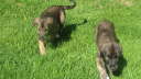 Pup Powerwalk
