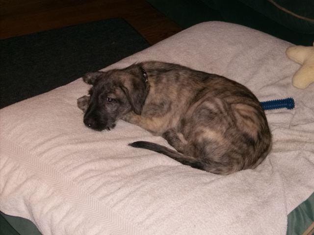 Resting quietly Jun 18'10