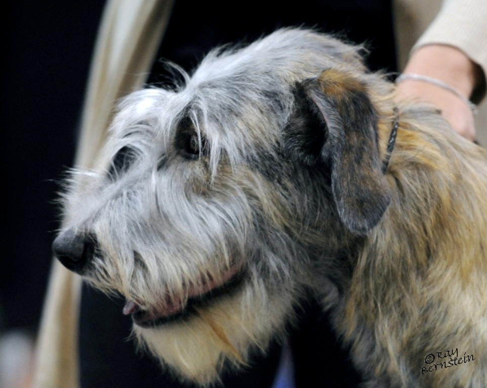 Sheenan Coniston Show 2010