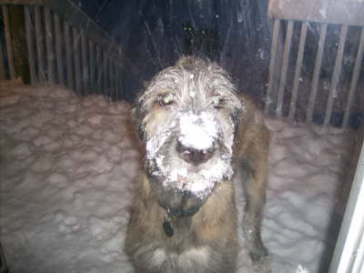 Sheenan's First Snow 2009