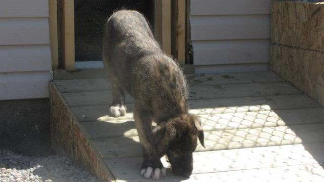 Sight n scent hound