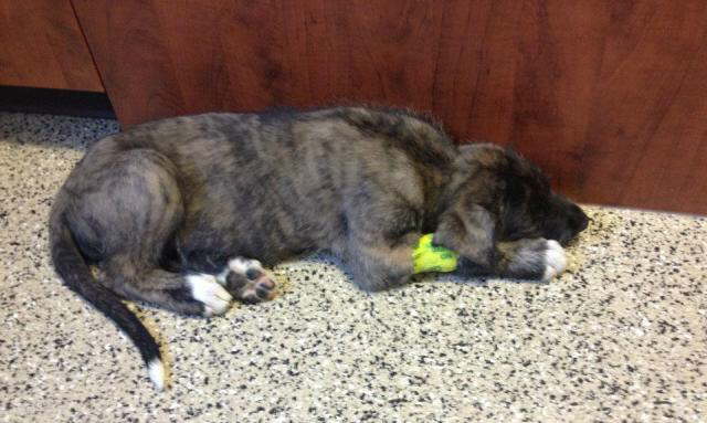 Snoozing after vets