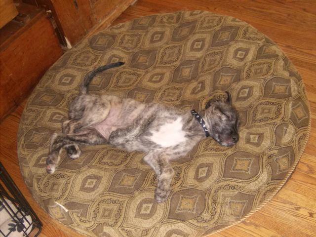 Stealing the big guys' bed Jun 10