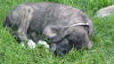 Too pooped to puppy