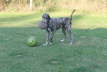Which Ball to play with