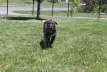 Zoomies R