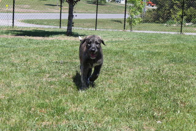 Zoomies R
