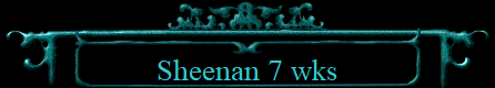 Sheenan 7 wks