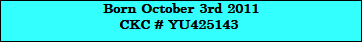 Born October 3rd 2011
CKC # YU425143