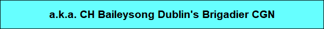 a.k.a. CH Baileysong Dublin's Brigadier CGN