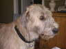Briggs Aug 10