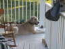 Briggs On Guard