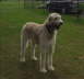 Briggs On Patrol