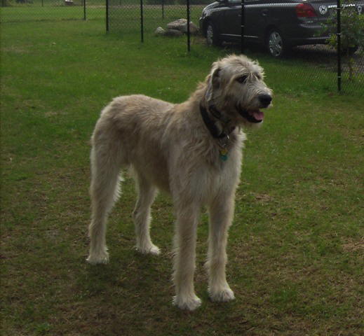 Briggs On Patrol