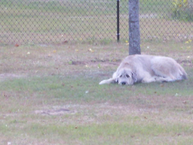 Briggs Pooped