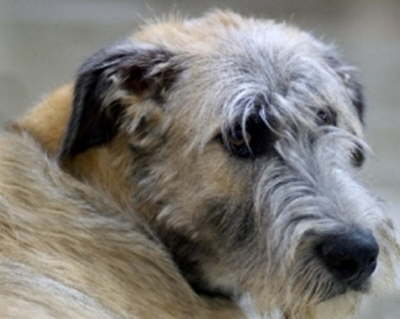 Briggs' Beautiful Head2009