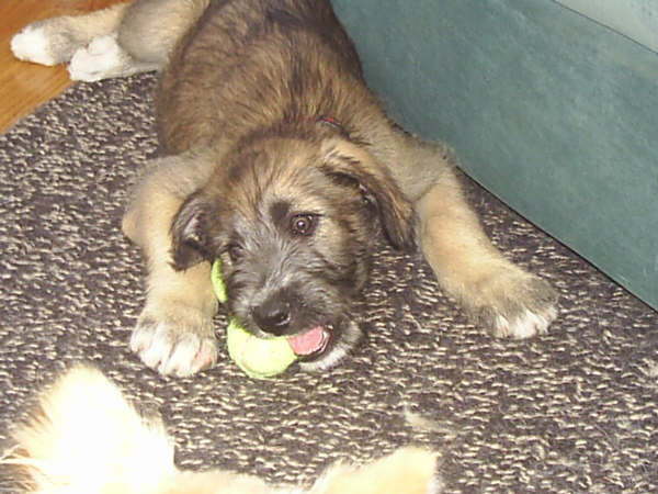 Briggs' New Toy