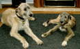 Briggs & Sheenan Dec09