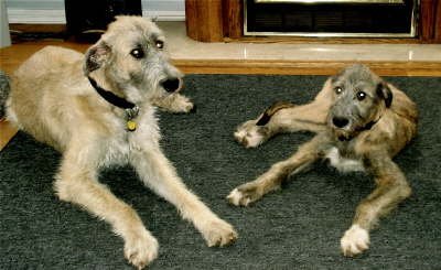 Briggs & Sheenan Dec09