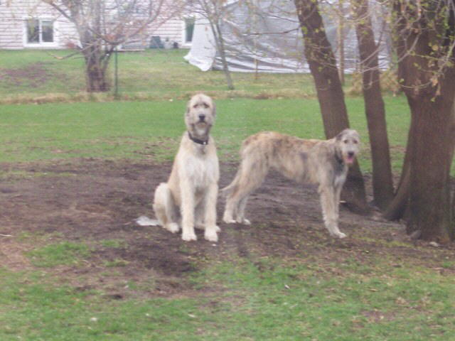 Briggs  & Sheenan Mar 2010